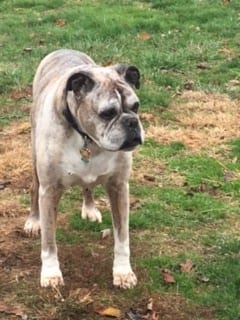 15 year old Boxer dog, male
